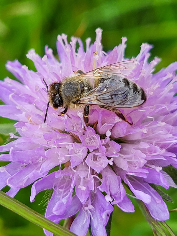 flora & fauna in Silz, Tirol